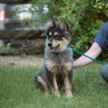Chase -  Australian Shepherd and Chow Chow Dog for Adoption in Chester Springs, Pennsylvania - Chase | PetCurious