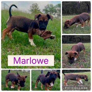 Rescue Terrier Dogs for Adoption in Arundel, Maine - Marlowe - In Maine | PetCurious