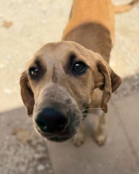 Rascal -  Redbone Coonhound Dog for Adoption in Horseshoe Bend, Arkansas - Rascal | PetCurious