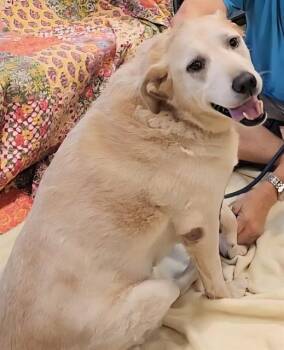 POPTART -  Labrador Retriever and Mixed Breed Dog for Adoption in Brunswick, Georgia - POPTART | PetCurious