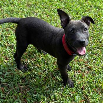 American Bully and Labrador Retriever Dogs Available for Adoption in Glocester, Rhode Island - Rosie | PetCurious