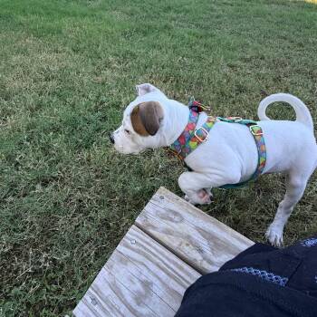 Nova -  Pit Bull Terrier Dog for Adoption in Austin, Texas - Nova | PetCurious