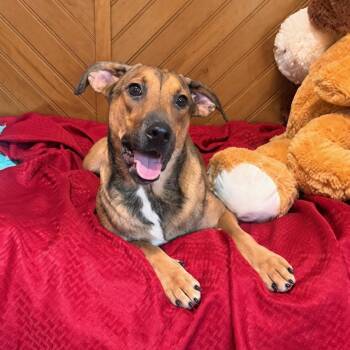Blair - 150 Adoption Fee -  Mixed Breed and Beagle Dog for Adoption in Atlanta, Texas - Blair - 150 Adoption Fee | PetCurious