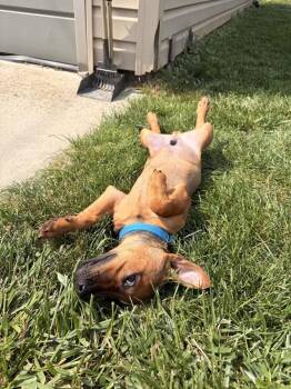 Frankie -  Miniature Pinscher Dog for Adoption in Lincoln Park, Michigan - Frankie | PetCurious