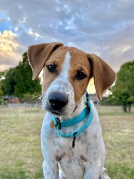 Grace -  Hound and Pointer Dog for Adoption in Red Bluff, California - Grace | PetCurious