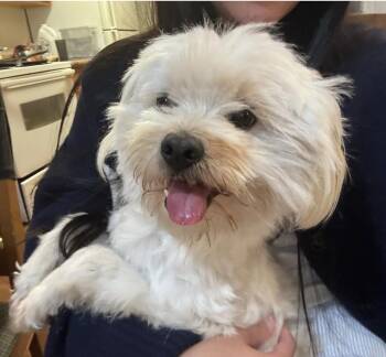 Maltipoo Dogs Available for Adoption - Mojo | PetCurious