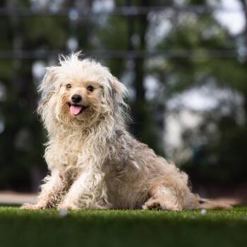 Mack -  Maltese and Mixed Breed Dog for Adoption in Jupiter, Florida - Mack | PetCurious