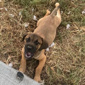 Rescue Hound Dogs for Adoption in Parrish, Alabama - Poob | PetCurious