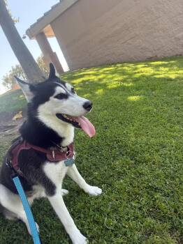Rescue Husky Dogs for Adoption in Los Angeles, California - Lana | PetCurious