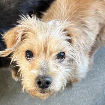 Terrier Dogs Available for Adoption - Junior | PetCurious
