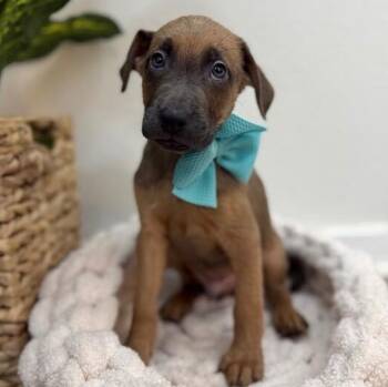 Monk DnD -  Labrador Retriever and Shepherd Dog for Adoption in Friendswood, Texas - Monk DnD | PetCurious