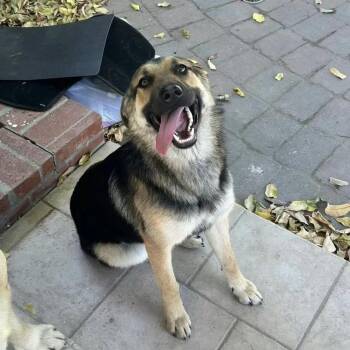 German Shepherd Dog Dogs Available for Adoption in Los Angeles, California - Coco | PetCurious