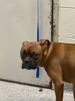 Rescue Boxer and Mixed Breed Dogs for Adoption in Knoxville, Tennessee - Locke | PetCurious