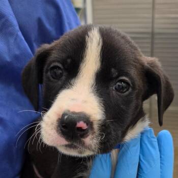 Mixed Breed Dogs Available for Adoption in Auburn, Alabama - Sinbad | PetCurious