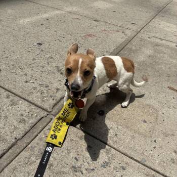 Newport -  Chihuahua Dog for Adoption in New York, New York - Newport | PetCurious