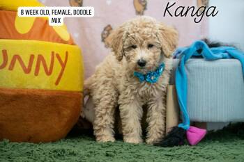 Kanga -  Labradoodle Dog for Adoption in Sevierville, Tennessee - Kanga | PetCurious