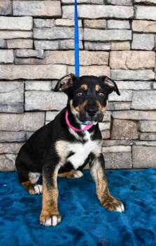 Pit Bull Terrier and German Shepherd Dog Dogs Available for Adoption - Dee Dee | PetCurious