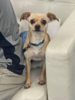 Chancho -  Dachshund and Pomeranian Dog for Adoption in Sonora, California - Chancho | PetCurious