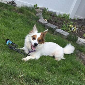 Simba -  Cardigan Welsh Corgi and Mixed Breed Dog Available for Adoption - Simba | PetCurious