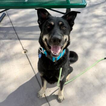 Sun Bear -  Shepherd Dog for Adoption in Apache Junction, Arizona - Sun Bear | PetCurious