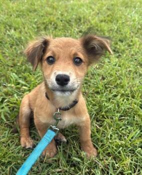 Terrier Dogs Available for Adoption - Gino  | PetCurious