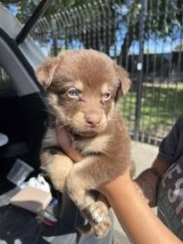 A378345 -  German Shepherd Dog Dog for Adoption in Stockton, California - A378345 | PetCurious