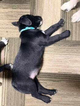Bruno -  Beagle and Border Collie Dog for Adoption in Morgantown, Kentucky - Bruno | PetCurious