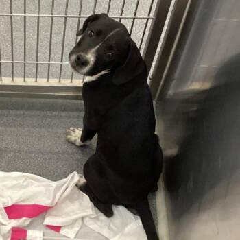 Whisper -  Terrier Dog for Adoption in Montgomery, Alabama - Whisper | PetCurious