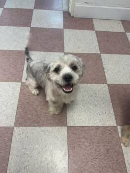 Panda -  Shih Tzu Dog for Adoption in Ontario, California - Panda | PetCurious