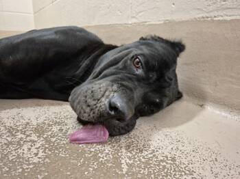 Vc-13d -  Cane Corso Dog for Adoption in Lawrenceville, Georgia - Vc-13d | PetCurious