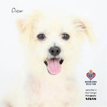 Oscar -  Poodle and Maltese Dog for Adoption - Oscar | PetCurious