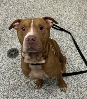 Mikey -  Pit Bull Terrier Dog for Adoption in Golden, Colorado - Mikey | PetCurious