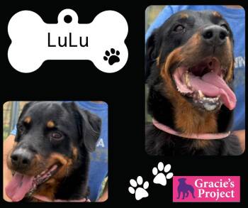 Rescue Rottweiler Dogs for Adoption in Canyon, Texas - Lulu | PetCurious