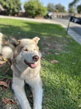Freddy Fazbear -  Alaskan Malamute and Mixed Breed Dog for Adoption in Fresno, California - Freddy Fazbear | PetCurious