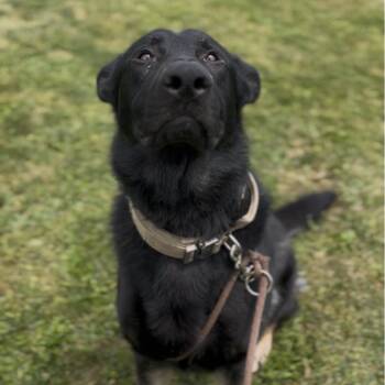 Achilles -  German Shepherd Dog Dog for Adoption in Marysville, Ohio - Achilles | PetCurious