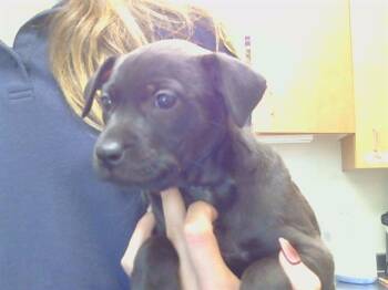 Pit Bull Terrier Dogs Available for Adoption in Sacramento, California - A920055 | PetCurious