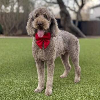 Luca -  Labradoodle and Standard Poodle Dog for Adoption in Fairfield, Connecticut - Luca | PetCurious