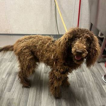 Rescue Poodle Dogs for Adoption in Carencro, Louisiana - Bo | PetCurious
