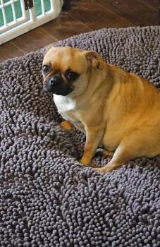 Sassyfrass -  Pug Dog for Adoption in Colorado Springs, Colorado - Sassyfrass | PetCurious