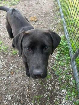 Mixed Breed Dogs Available for Adoption - Ivy | PetCurious