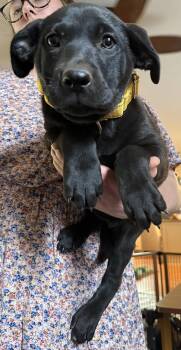 Labrador Retriever Dogs Available for Adoption in Garner, North Carolina - Cheddar | PetCurious