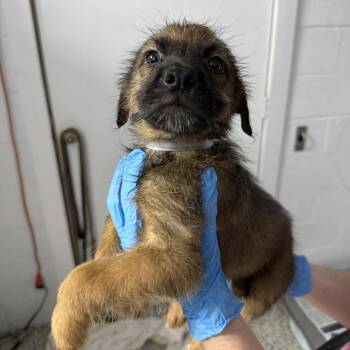 Dill Pickle -  Wirehaired Terrier and Shepherd Dog for Adoption in Hattiesburg, Mississippi - Dill Pickle | PetCurious
