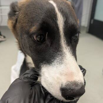 Demeter -  Shepherd Dog for Adoption in Abilene, Texas - Demeter | PetCurious