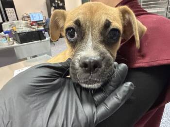 A1938454 -  Chihuahua and Pug Dog for Adoption in Thousand Palms, California - A1938454 | PetCurious