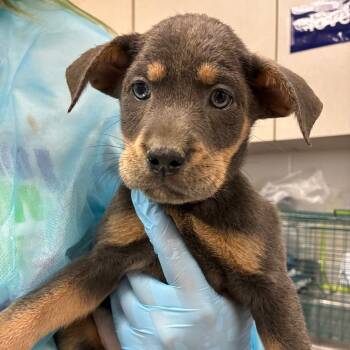 Rescue Shepherd Dogs for Adoption in San Antonio, Texas - Jill | PetCurious