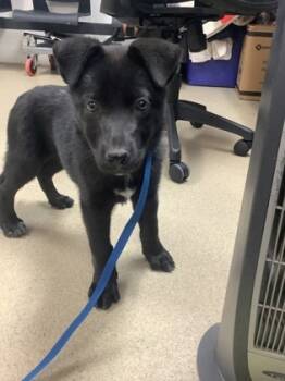 Rescue Shepherd and Mixed Breed Dogs for Adoption in Fort Worth, Texas - Black Beauty | PetCurious