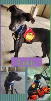 Rescue Labrador Retriever Dogs for Adoption in Ringwood, New Jersey - Lukie | PetCurious