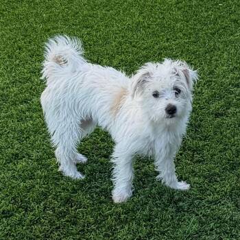 Dulcie -  Terrier and Mixed Breed Dog for Adoption in Las Vegas, Nevada - Dulcie | PetCurious