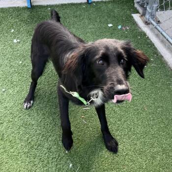 Mr. PollyPocket -  Border Collie and Flat Coated Retriever Dog for Adoption in La Grange, Kentucky - Mr. PollyPocket | PetCurious