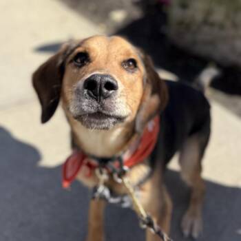 Monty -  Beagle and Mixed Breed Dog for Adoption in Avon, Ohio - Monty | PetCurious